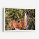 Llama Retrato Viii - Tyler Stockton | Cuadro decorativo de Canvas Lab