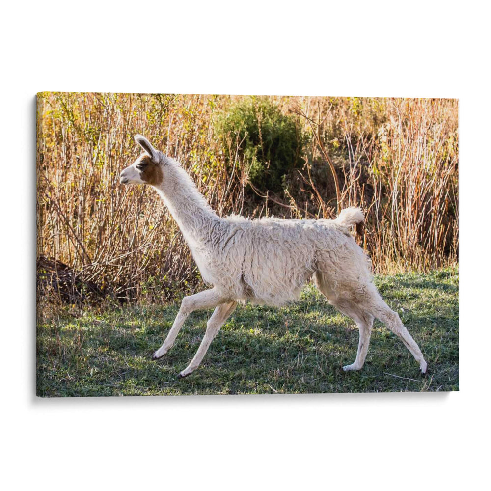 Llama Retrato Ix - Tyler Stockton | Cuadro decorativo de Canvas Lab