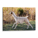 Llama Retrato Ix - Tyler Stockton | Cuadro decorativo de Canvas Lab