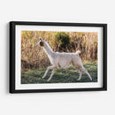 Llama Retrato Ix - Tyler Stockton | Cuadro decorativo de Canvas Lab