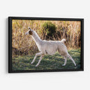 Llama Retrato Ix - Tyler Stockton | Cuadro decorativo de Canvas Lab