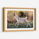 Llama Retrato Ix - Tyler Stockton | Cuadro decorativo de Canvas Lab