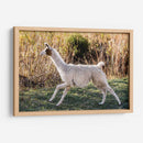 Llama Retrato Ix - Tyler Stockton | Cuadro decorativo de Canvas Lab