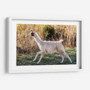 Llama Retrato Ix - Tyler Stockton | Cuadro decorativo de Canvas Lab