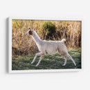 Llama Retrato Ix - Tyler Stockton | Cuadro decorativo de Canvas Lab