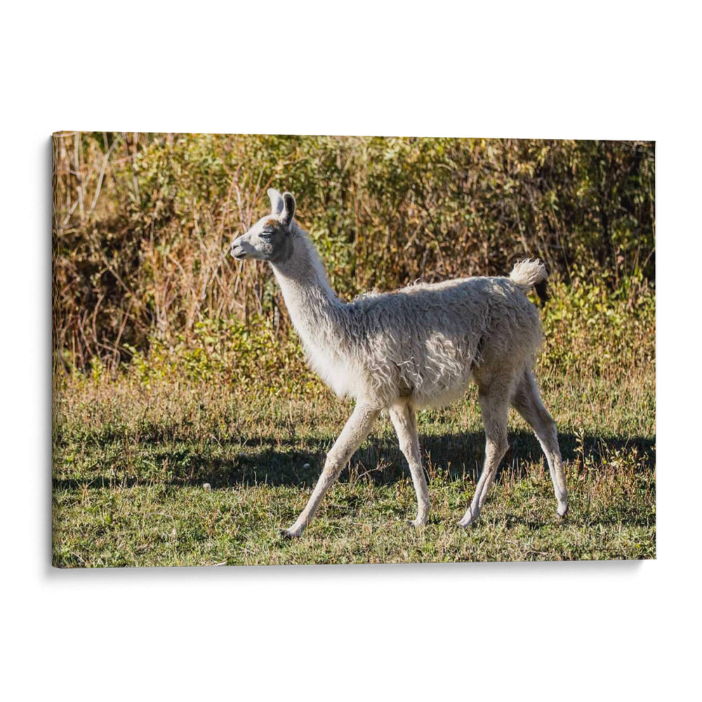 Llama Retrato X - Tyler Stockton | Cuadro decorativo de Canvas Lab