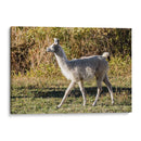 Llama Retrato X - Tyler Stockton | Cuadro decorativo de Canvas Lab