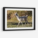 Llama Retrato X - Tyler Stockton | Cuadro decorativo de Canvas Lab