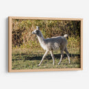 Llama Retrato X - Tyler Stockton | Cuadro decorativo de Canvas Lab