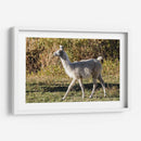 Llama Retrato X - Tyler Stockton | Cuadro decorativo de Canvas Lab