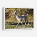 Llama Retrato X - Tyler Stockton | Cuadro decorativo de Canvas Lab
