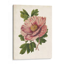 Peonía Sorprendente - Horto Van Houtteano | Cuadro decorativo de Canvas Lab