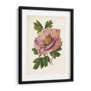 Peonía Sorprendente - Horto Van Houtteano | Cuadro decorativo de Canvas Lab