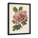 Peonía Sorprendente - Horto Van Houtteano | Cuadro decorativo de Canvas Lab