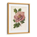 Peonía Sorprendente - Horto Van Houtteano | Cuadro decorativo de Canvas Lab