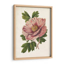 Peonía Sorprendente - Horto Van Houtteano | Cuadro decorativo de Canvas Lab