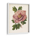 Peonía Sorprendente - Horto Van Houtteano | Cuadro decorativo de Canvas Lab