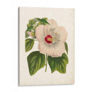 Hibisco Llamativo - Horto Van Houtteano | Cuadro decorativo de Canvas Lab