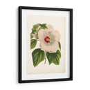 Hibisco Llamativo - Horto Van Houtteano | Cuadro decorativo de Canvas Lab