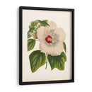 Hibisco Llamativo - Horto Van Houtteano | Cuadro decorativo de Canvas Lab