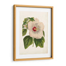 Hibisco Llamativo - Horto Van Houtteano | Cuadro decorativo de Canvas Lab