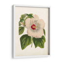 Hibisco Llamativo - Horto Van Houtteano | Cuadro decorativo de Canvas Lab