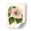 Hibisco Llamativo - Horto Van Houtteano | Cuadro decorativo de Canvas Lab