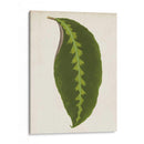 Hoja Gráfica I - Vision Studio | Cuadro decorativo de Canvas Lab