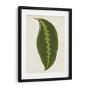 Hoja Gráfica I - Vision Studio | Cuadro decorativo de Canvas Lab