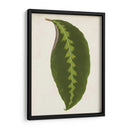 Hoja Gráfica I - Vision Studio | Cuadro decorativo de Canvas Lab