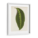 Hoja Gráfica I - Vision Studio | Cuadro decorativo de Canvas Lab