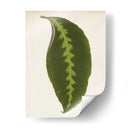 Hoja Gráfica I - Vision Studio | Cuadro decorativo de Canvas Lab