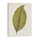 Hoja Gráfica Ii - Vision Studio | Cuadro decorativo de Canvas Lab