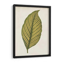 Hoja Gráfica Ii - Vision Studio | Cuadro decorativo de Canvas Lab