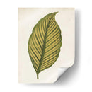 Hoja Gráfica Ii - Vision Studio | Cuadro decorativo de Canvas Lab