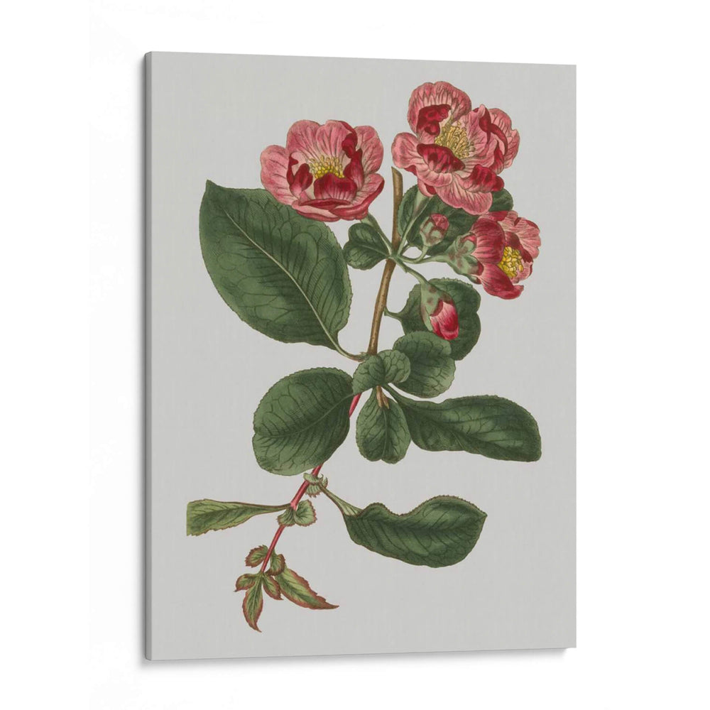 Gemas Florales I - Vision Studio | Cuadro decorativo de Canvas Lab