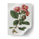 Gemas Florales I - Vision Studio | Cuadro decorativo de Canvas Lab