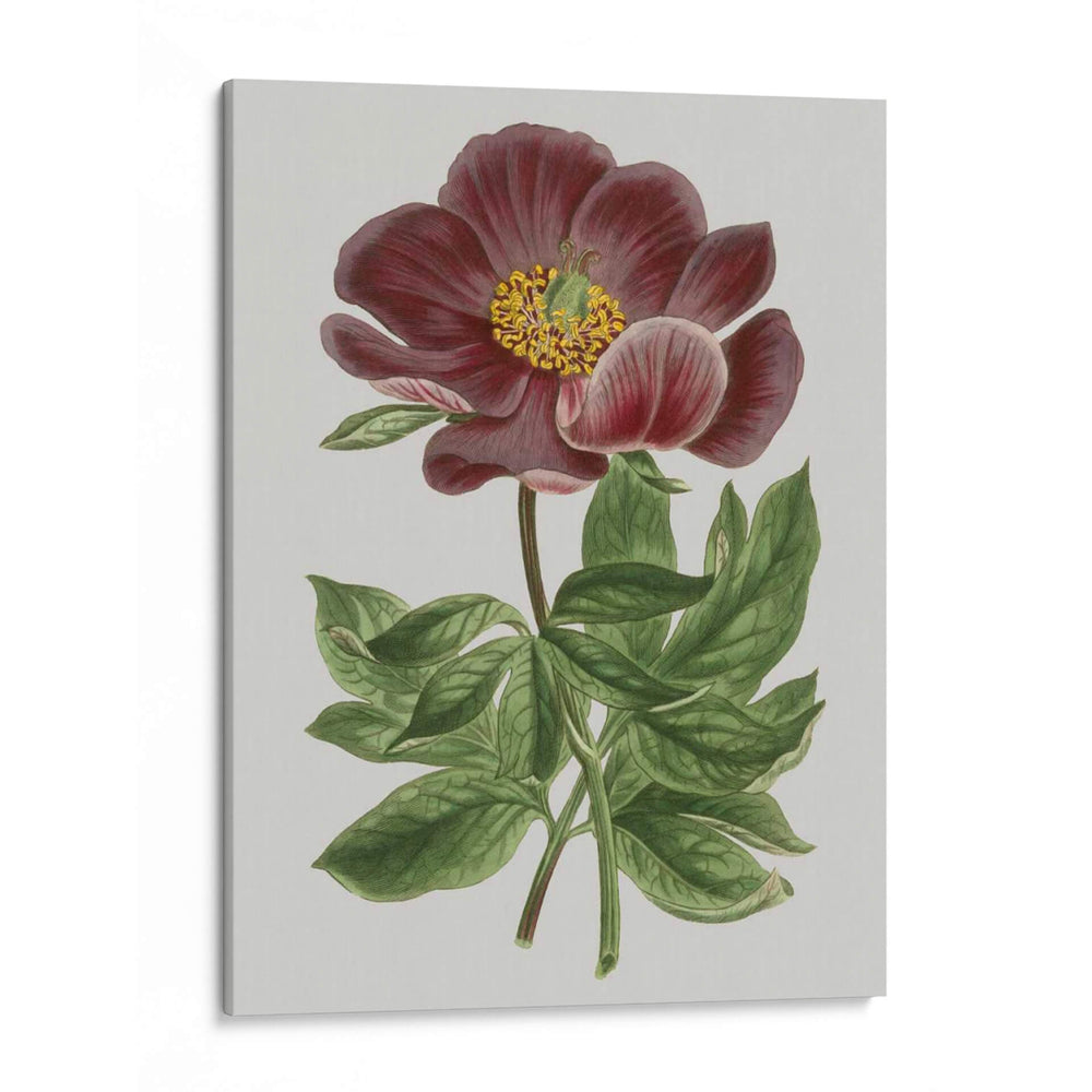 Gems Florales Ii - Vision Studio | Cuadro decorativo de Canvas Lab