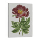 Gems Florales Ii - Vision Studio | Cuadro decorativo de Canvas Lab