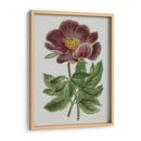 Gems Florales Ii - Vision Studio | Cuadro decorativo de Canvas Lab