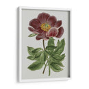 Gems Florales Ii - Vision Studio | Cuadro decorativo de Canvas Lab