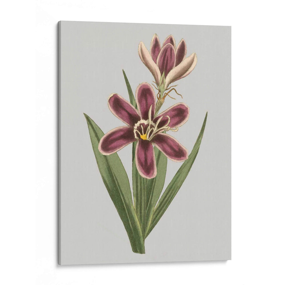 Gems Florales Iii - Vision Studio | Cuadro decorativo de Canvas Lab