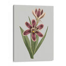 Gems Florales Iii - Vision Studio | Cuadro decorativo de Canvas Lab