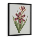 Gems Florales Iii - Vision Studio | Cuadro decorativo de Canvas Lab