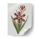 Gems Florales Iii - Vision Studio | Cuadro decorativo de Canvas Lab