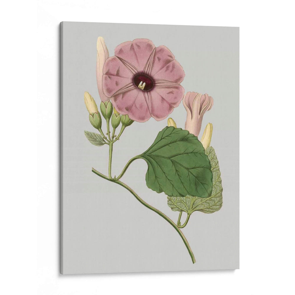 Gems Florales Iv - Vision Studio | Cuadro decorativo de Canvas Lab
