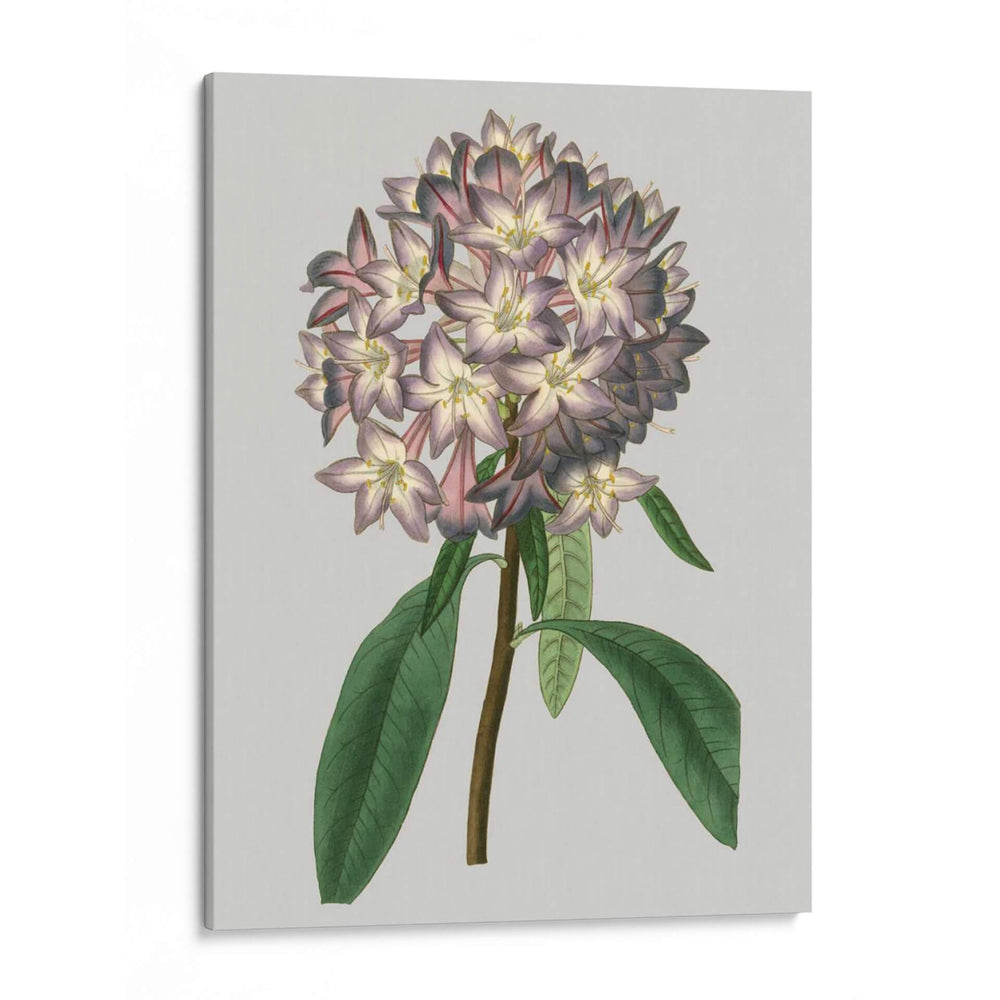 Gemas Florales V - Vision Studio | Cuadro decorativo de Canvas Lab
