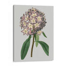 Gemas Florales V - Vision Studio | Cuadro decorativo de Canvas Lab