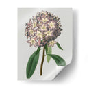 Gemas Florales V - Vision Studio | Cuadro decorativo de Canvas Lab