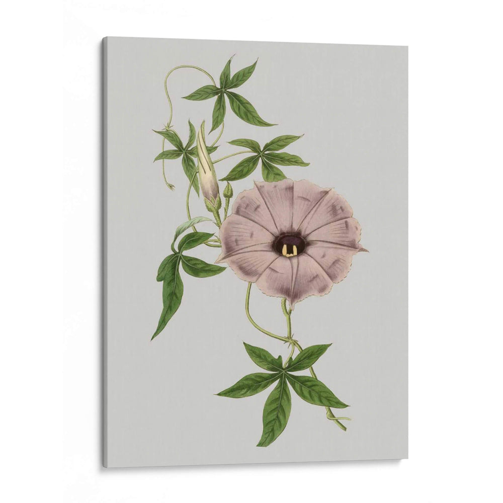 Gemas Florales Vi - Vision Studio | Cuadro decorativo de Canvas Lab